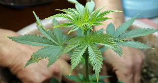 Understanding the Gorilla Strain Characteristics, Benefits, and Usage